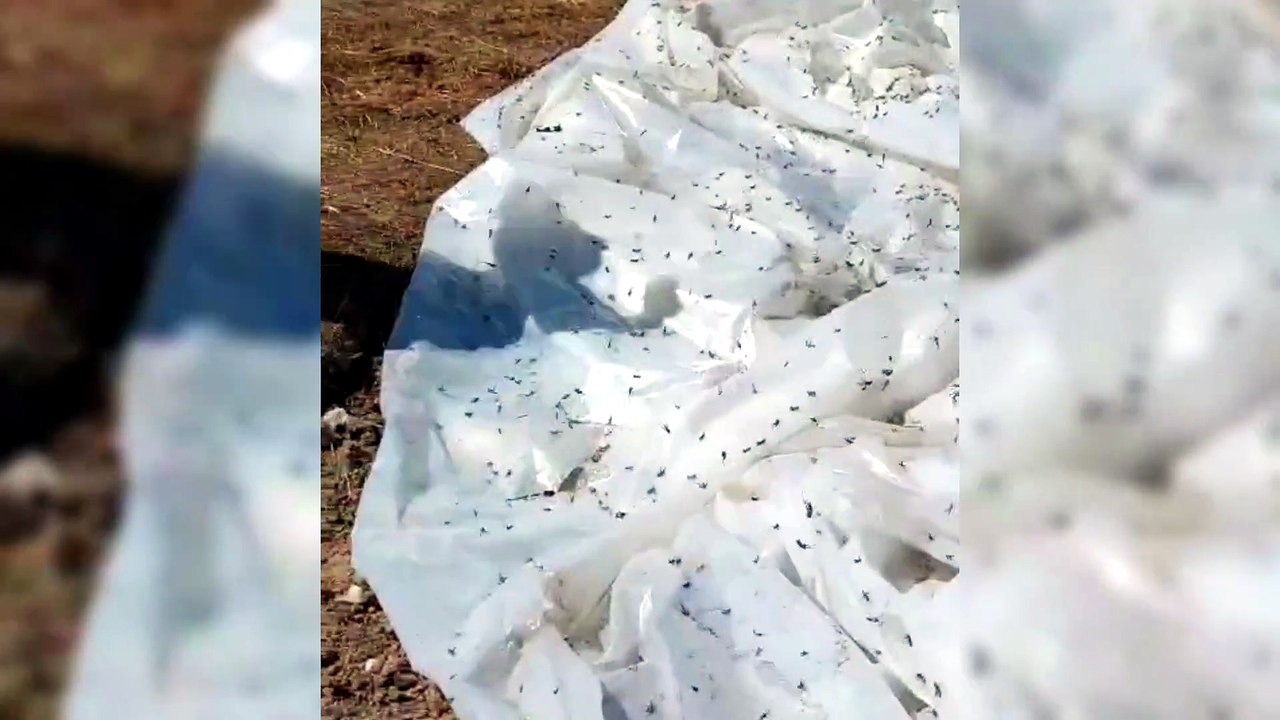 Sinop’un o köyünde şok eden görüntü! Ne yapacaklarını şaşırdılar
