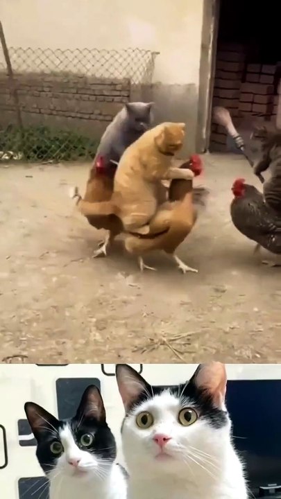 Cat party Time 😄 #Dailymotion #viral