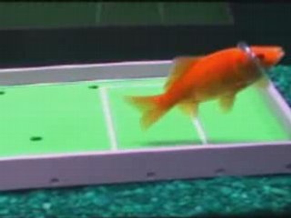 Poisson Intelligent