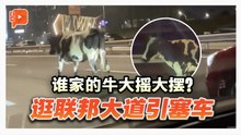 联邦大道“牛”出没 网民笑：来自纽西兰迷路了