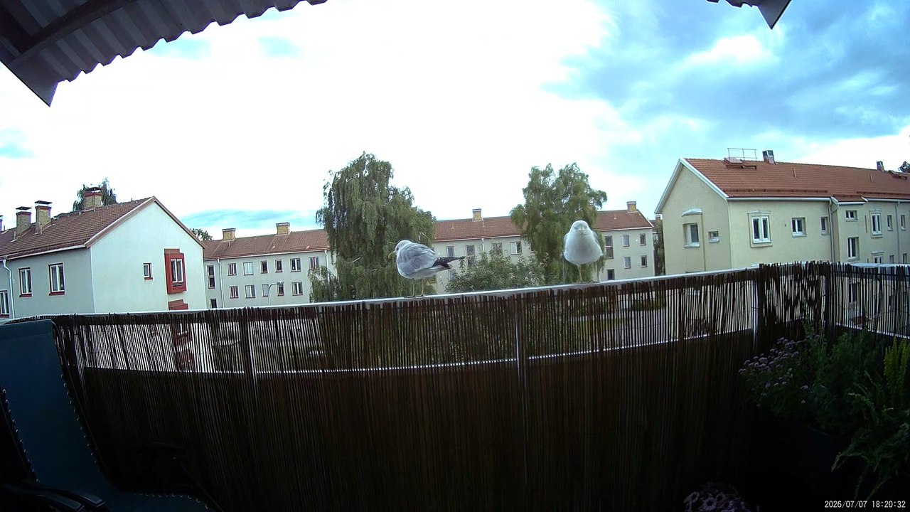 Fiskmåsarna, våra vänner på balkongen. Örebro 7 Juli 2026