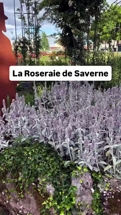 La Roseraie de Saverne en Alsace 🌹.mp4