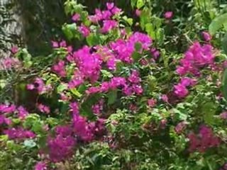 The mamitas village condominium