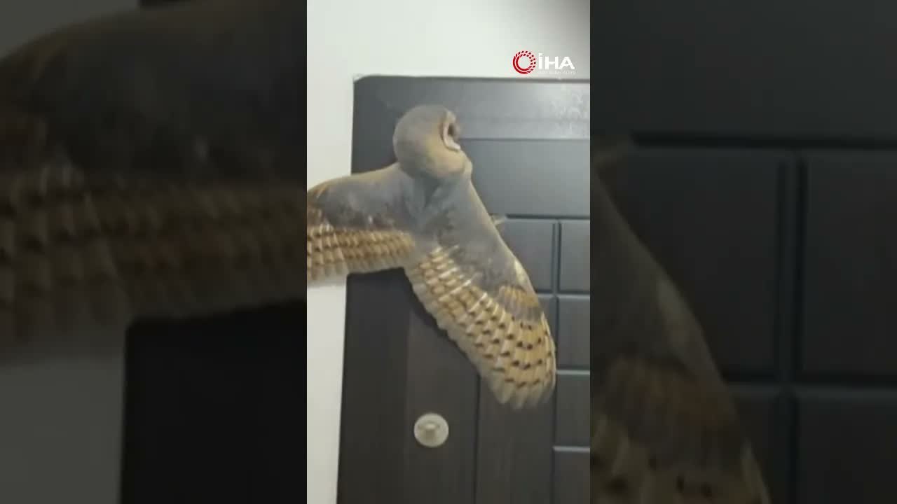 Trabzonlu ile Hırsız Sandığı Baykuşun Güldüren Karşılaşması!