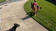 Security Camera Caught This Dog's Heroic Save 😳🐕