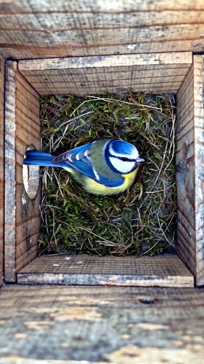 One Chick Refused to Leave the Nest 🥺