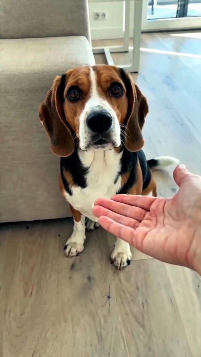 Turns Out Our Rescue Dog Was Polish the Whole Time 🐶🇵🇱