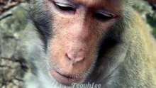 Funny animal expressions make you laugh