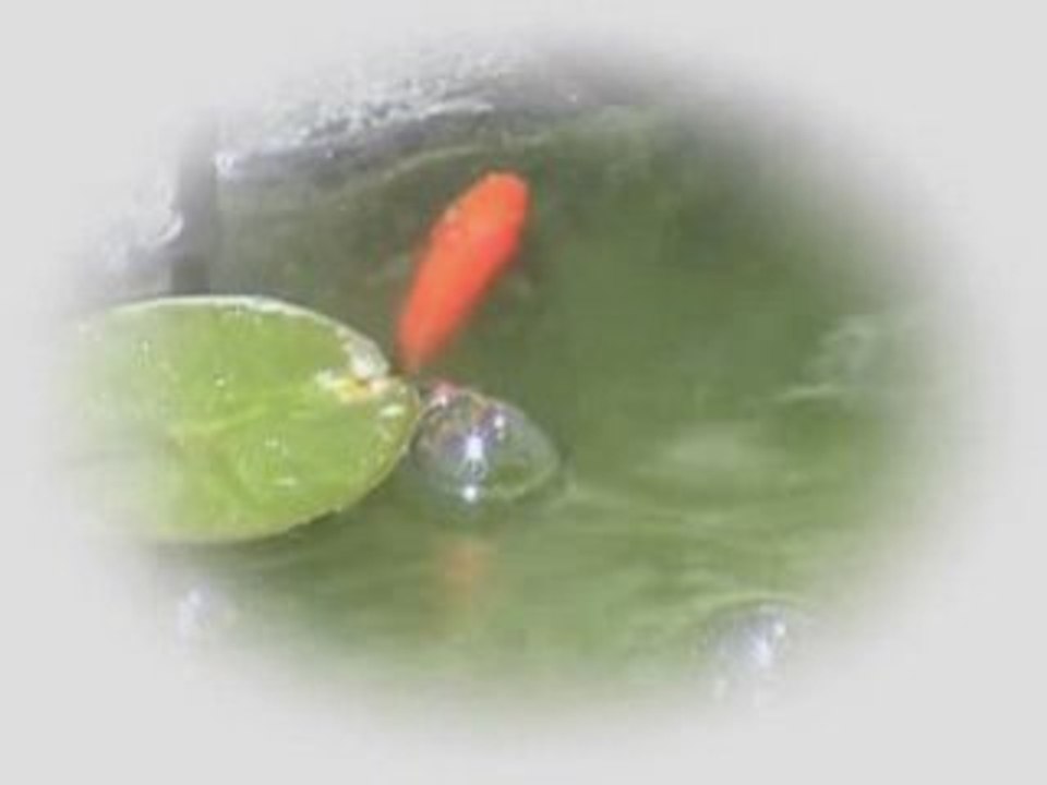 Poissons 1