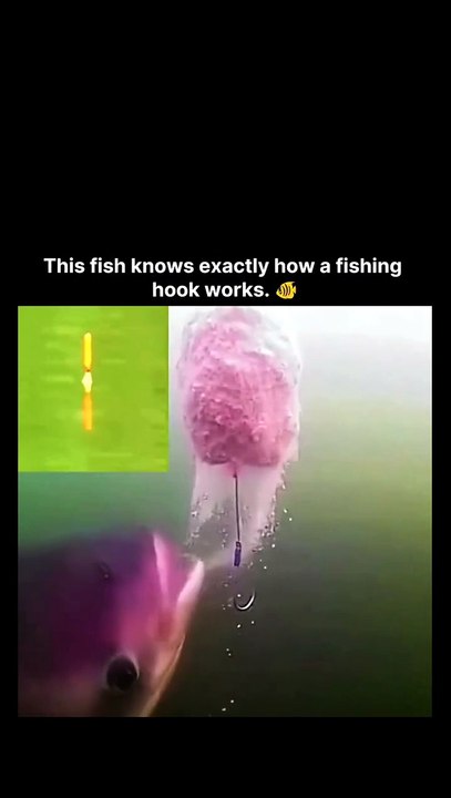 The post shares an underwater video of a fish expertly nibbling a large clump of bait off a fishing