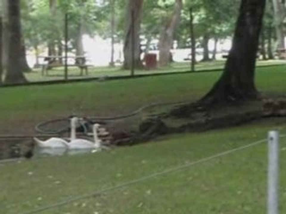 Faire le paon : Nahuque, Mont de Marsan, juin 2008