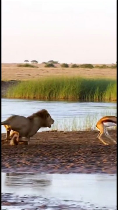 Gazelle Didn’t Even Look Back 😂 #funny #comedy #wildlife #animals