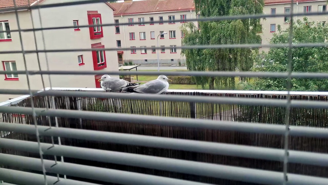 Måsarna vilar. Örebro 8 Juli 2026
