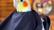 Cockatiel And Barber