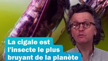 Pourquoi les cigales chantent-elles aussi fort ? 🦗