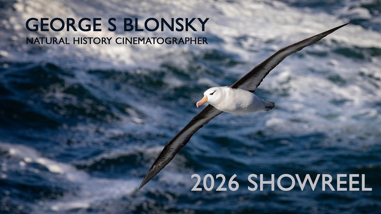 Wildlife Cinematography Showreel 2026 | George S Blonsky