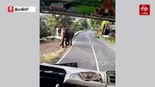 அரசு பேருந்தை வழி மறித்த காட்டு யானை