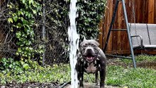 My dog is so happy in the water #dog #kingdomofawais