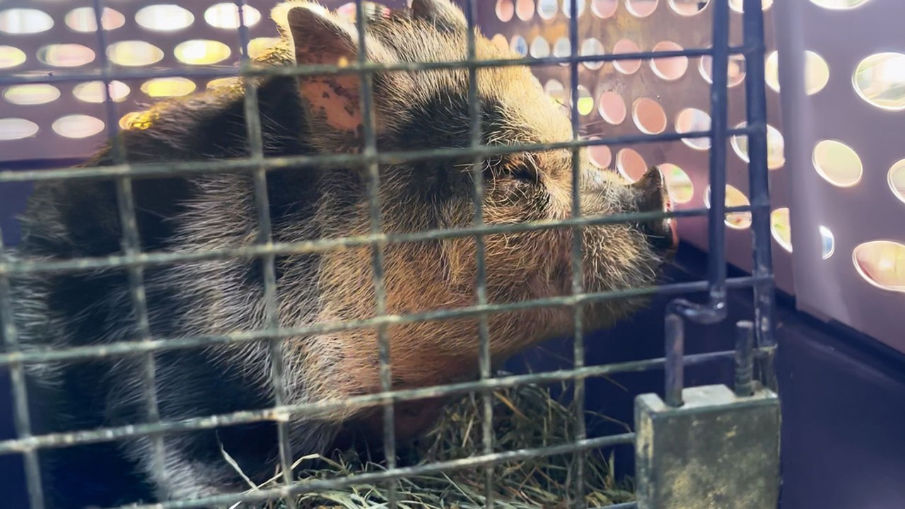 This Pig Was On The Run Until Everyone Came Together