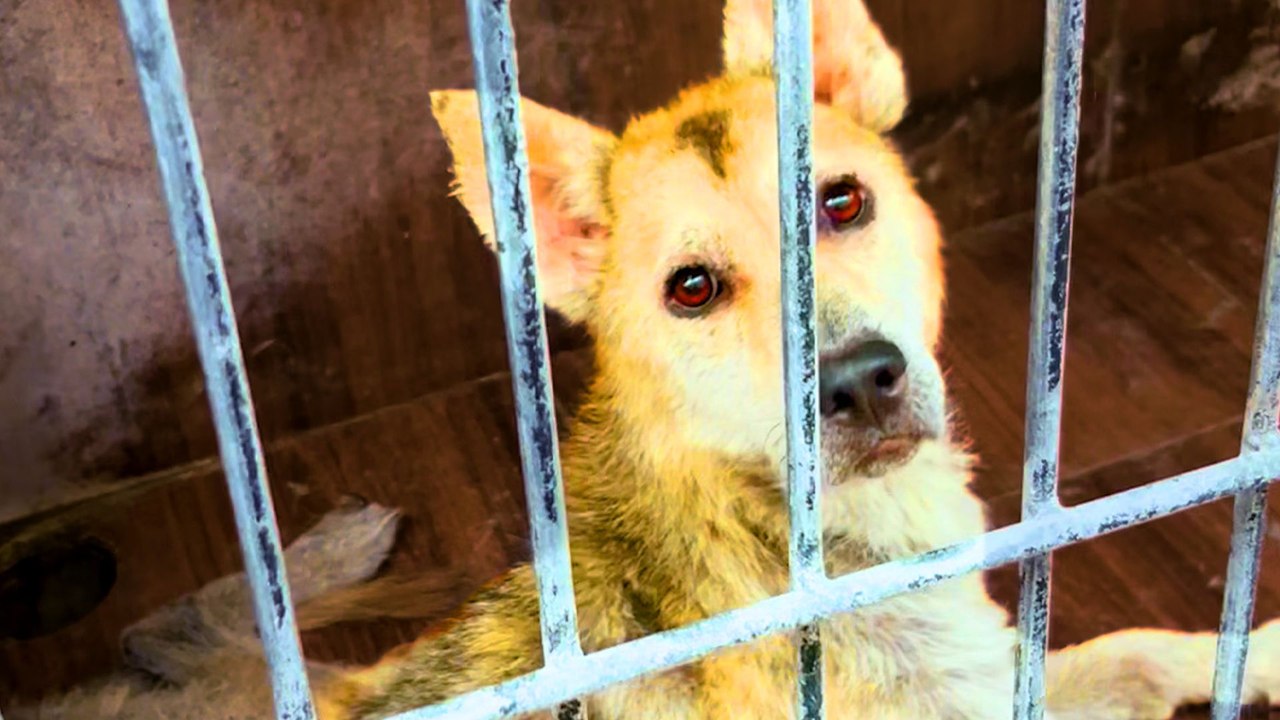 Dog Spent Years Locked Away And Still Loves Everyone