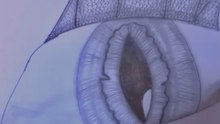 Drawing a Cat Eye with Pencil (No Audio) – Relaxing & Satisfying Art