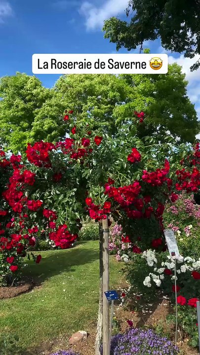 La Roseraie de Saverne (en Alsace) est ouverte ! Vous connaissez ? #fleurs #roses.mp4