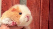 Pet Guinea Pigs – Cute #Pet #GuineaPigs #CUTE #petgrooming