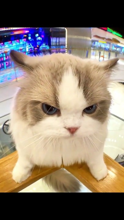 😾❤️ ألطف قطة غاضبة ستراها على الإطلاق! 🐱🔥