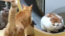 Funny Animals (Part 5)