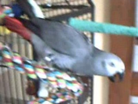 Miko gris du Gabon dit Allo