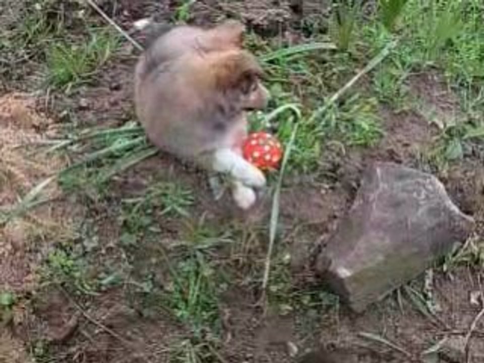 dixie et sa baballe