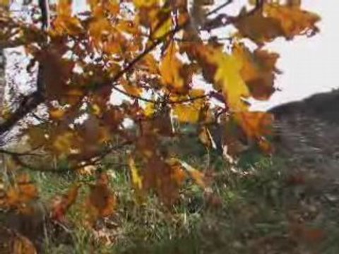 Żółty jesienny liść