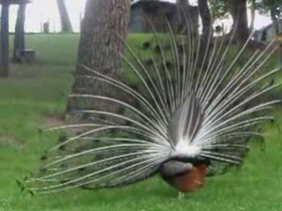 Parc de Nahuques à Mont de Marsan juin 2008.