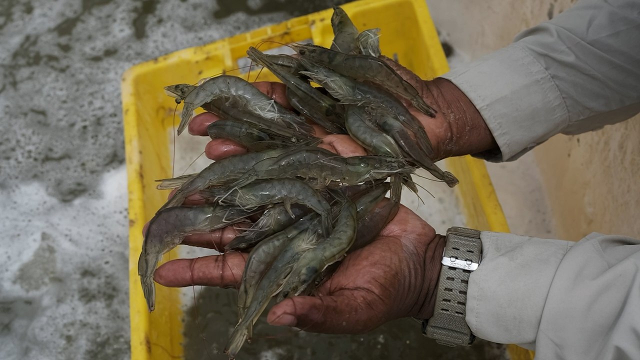 El lado oscuro del langostino barato en España: desastre ambiental en la costa de Ecuador