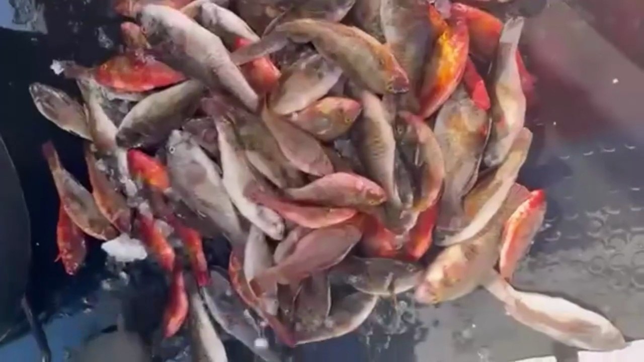 Pesci pappagallo invadono i fondali dell'Ogliastra, la segnalazione dei pescatori: "Ormai sono ovunque"