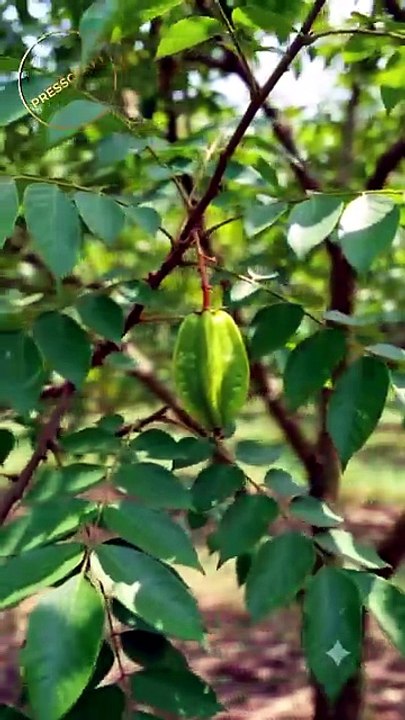 🦈 Amazing Shark-Shaped Star Fruit Growing! 🍈✨ #Shorts #StarFruit #Timelapse #