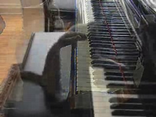 Chat qui joue au piano.
