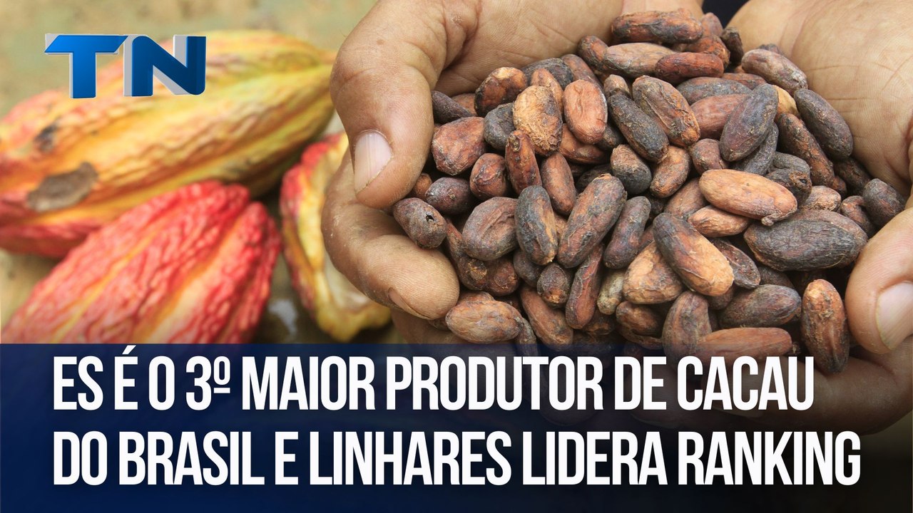 Espírito Santo é o 3º maior produtor de cacau do Brasil e Linhares lidera ranking