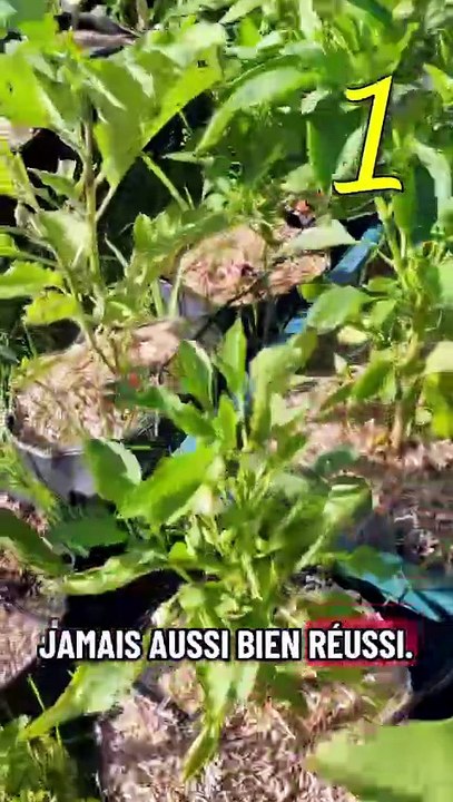 Quoi cultiver malgré les canicules ? #potager #jardinage #culture #patate #tomate