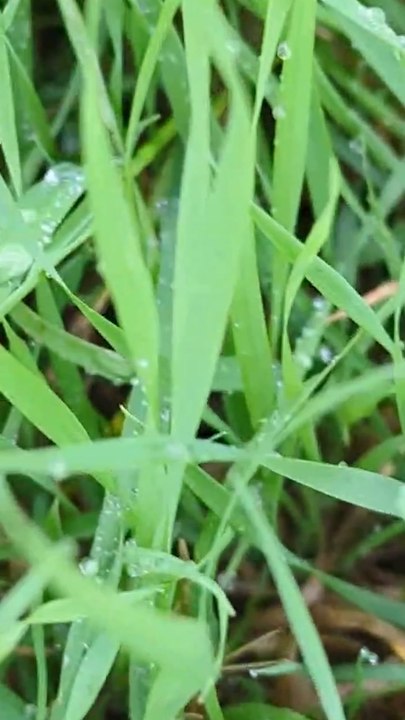Woman finds rare pink grasshopper in garden
