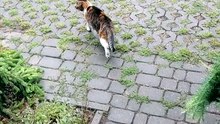 Rain doesn't bother me... my paws might get a little wet, that's all. ☔🐱 #cats #funnycats #catlovers