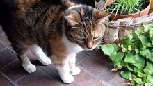 I'm not afraid of the rain... But my patio is drier :) #cats #funnycats #catlovers