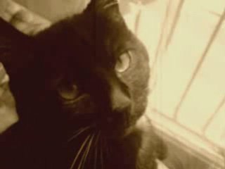 mes tites betes
