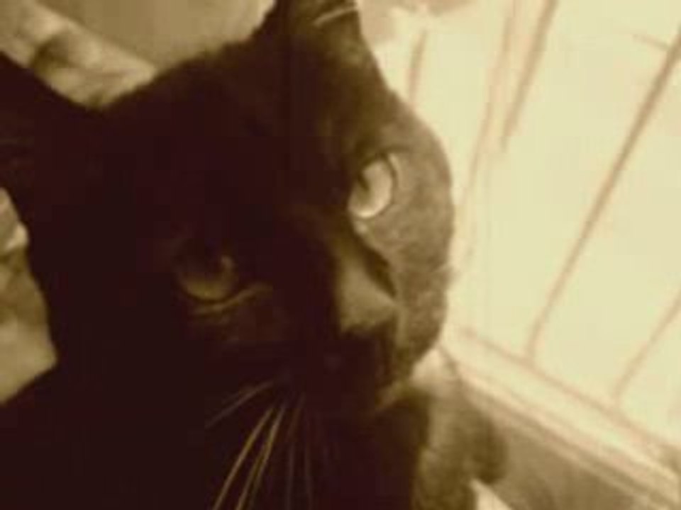 mes tites betes