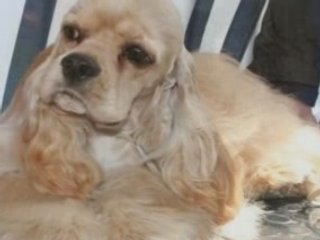 Must (1 an), mon cocker américain