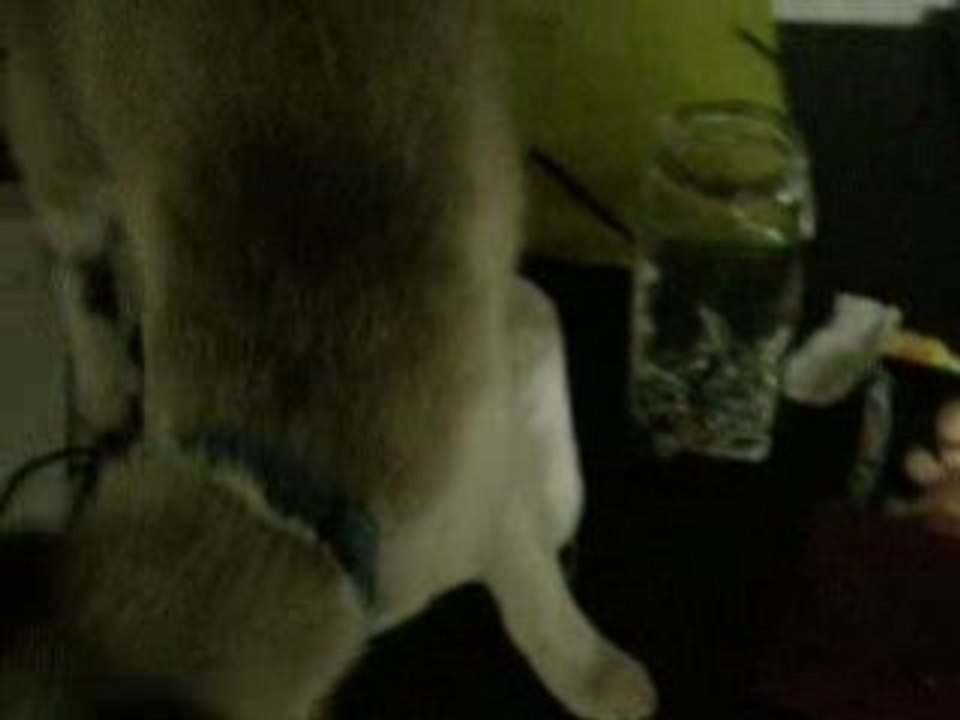 neige le chat qui papote