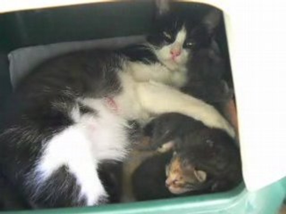 Chatons
