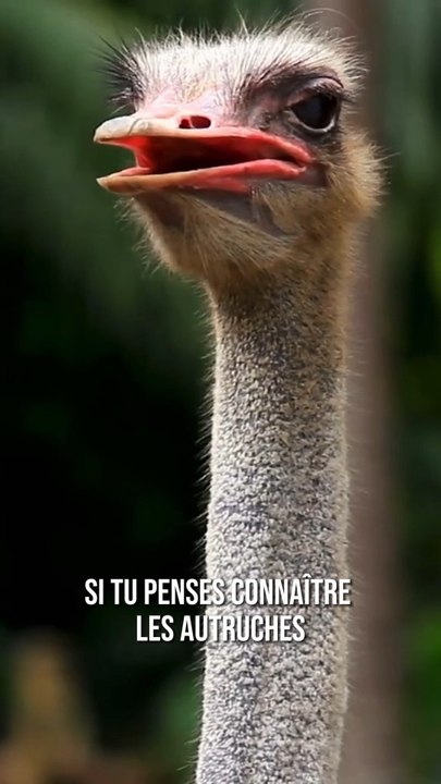 7 faits étonnants sur les autruches 😳