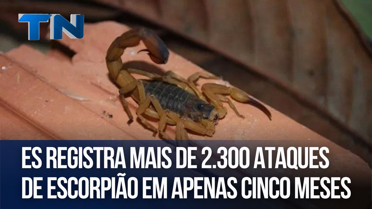 ES registra mais de 2.300 ataques de escorpião em apenas cinco meses