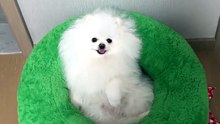 #funny_pets_animals_funny
